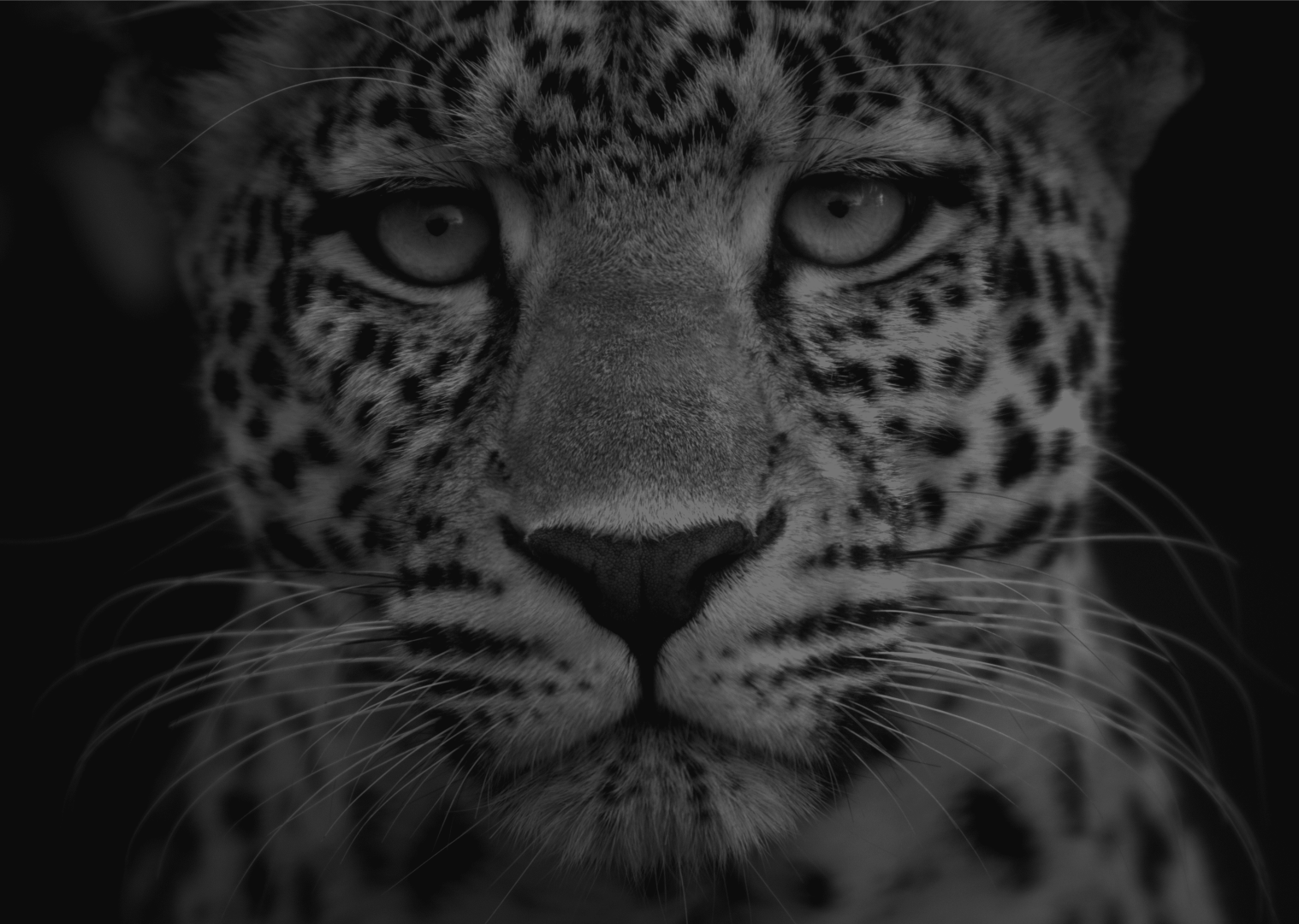 leopard-fauves